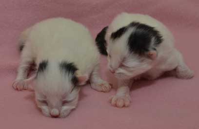 sibirisk kattungar Cc-kull