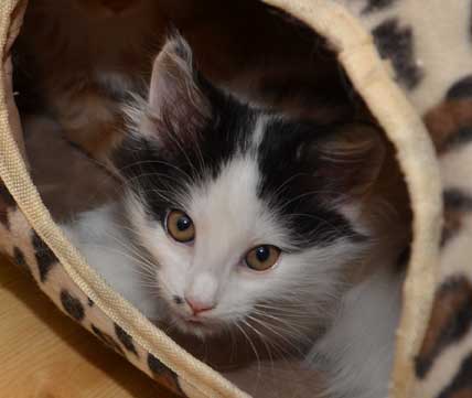 sibirisk kattunge Zero