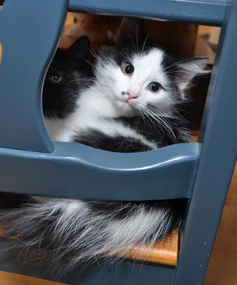 sibirisk kattunge Zero