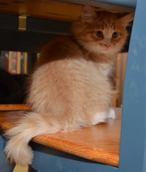 sibirisk kattunge Zeta