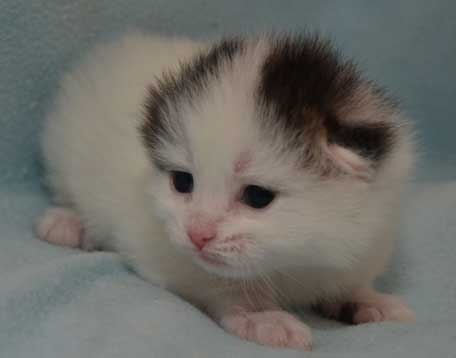 sibirisk kattunge Castor