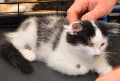 sibirisk kattunge Zero