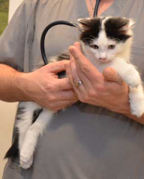 sibirisk kattunge Zero