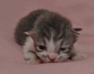 sibirisk kattunge Deimos