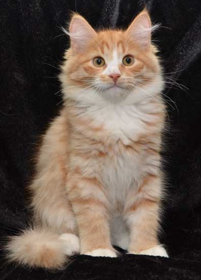 sibirisk kattunge Zeta