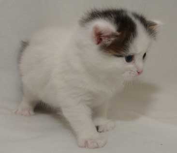 sibirisk kattunge Castor