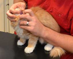 sibirisk kattunge Zeta