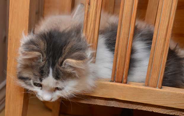 sibirisk kattunge Baker