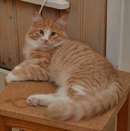 sibirisk kattunge Zeta