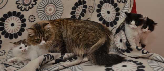 sibiriska kattungar Mitzi med barn