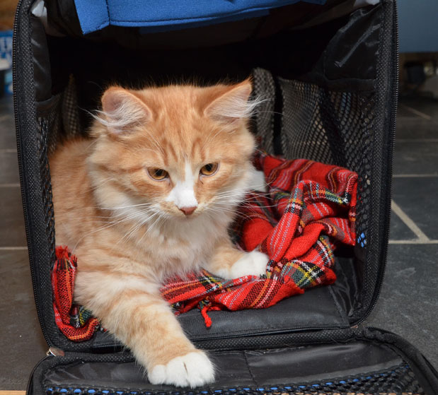 sibirisk kattunge Zeta