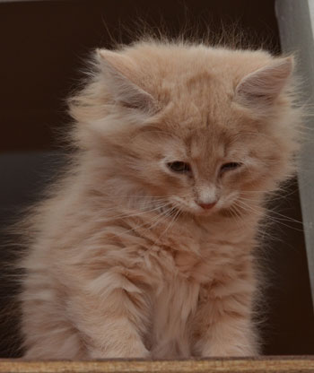 sibirisk kattunge Barry