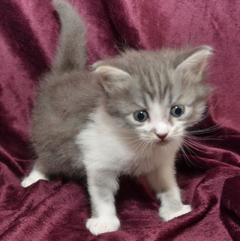 sibirisk kattunge Deimos