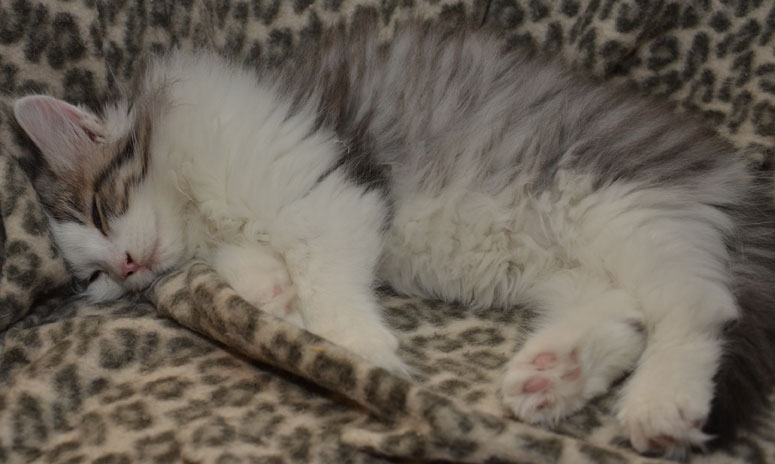 sibirisk kattunge Bennett