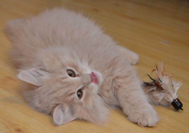 sibirisk kattunge Boris
