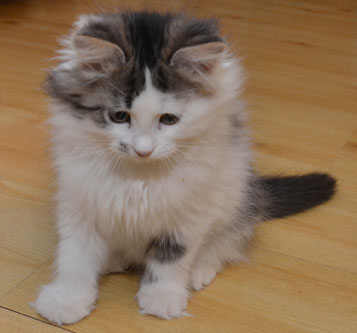 sibirisk kattunge Baker