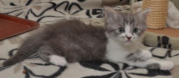sibirisk kattunge Deimos