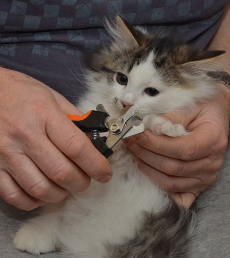 sibirisk kattunge Baker