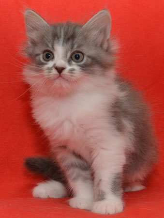sibirisk kattunge Deimos
