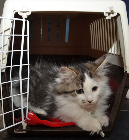 sibirisk kattunge Baker