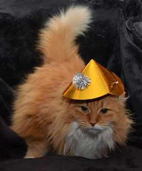 sibiriska katt Queeni
