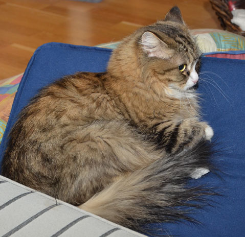 sibirisk katt Mitzi