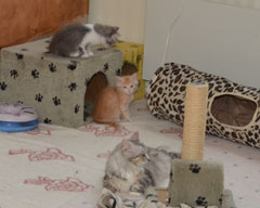 sibiriska kattungar Dd-kul med Zinnie