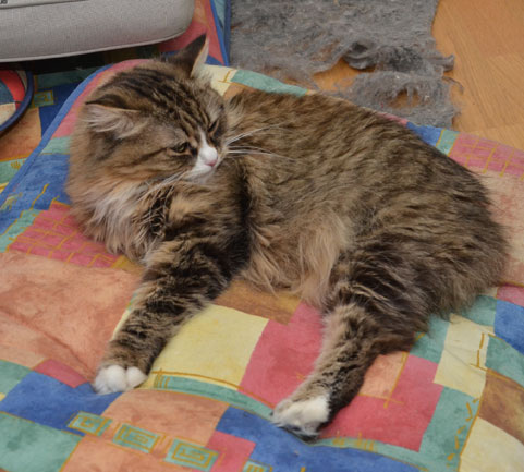 sibirisk katt Mitzi