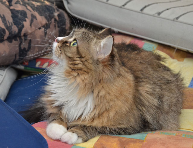 sibirisk katt Mitzi