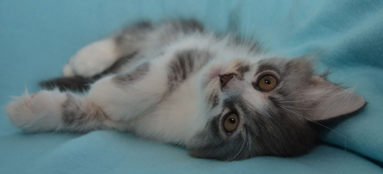 sibirisk kattunge Deimos