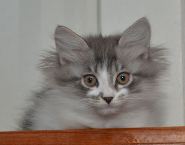 sibirisk kattunge Deimos