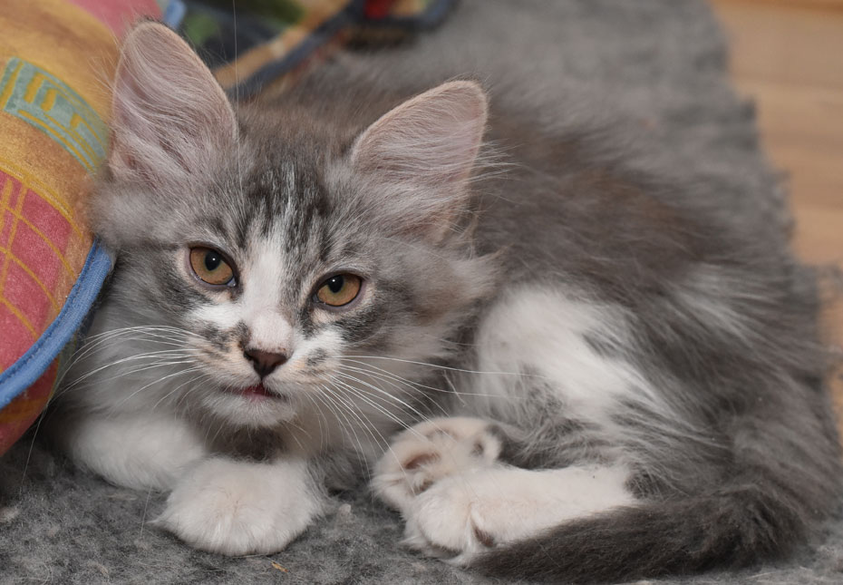 sibirisk kattunge Deimos