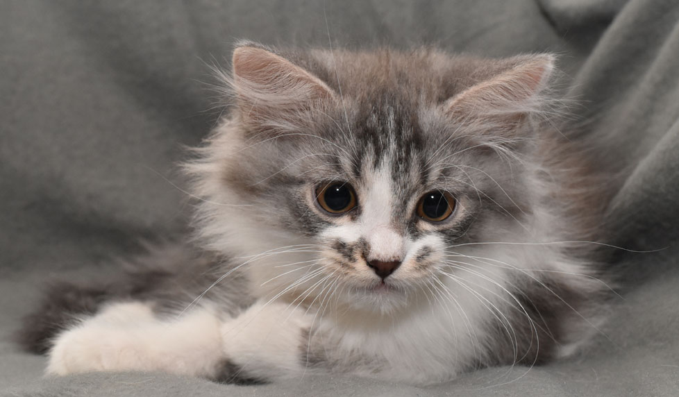 sibirisk kattunge Deimos