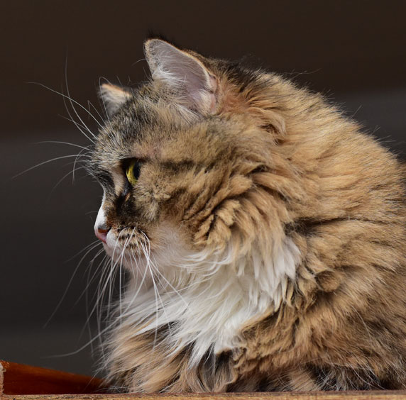 sibirisk katt Mitzi
