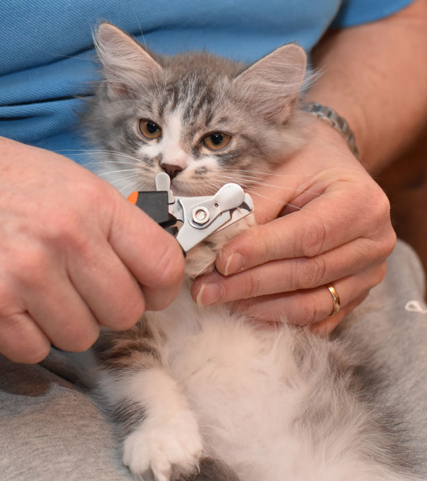 sibirisk kattunge Deimos