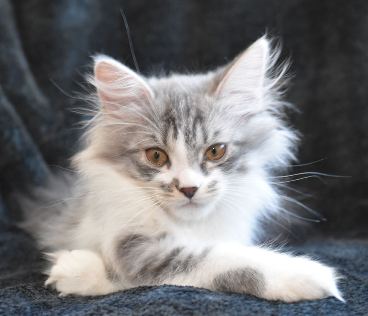 sibirisk kattunge Deimos