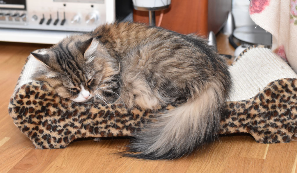 sibirisk katt Mitzi