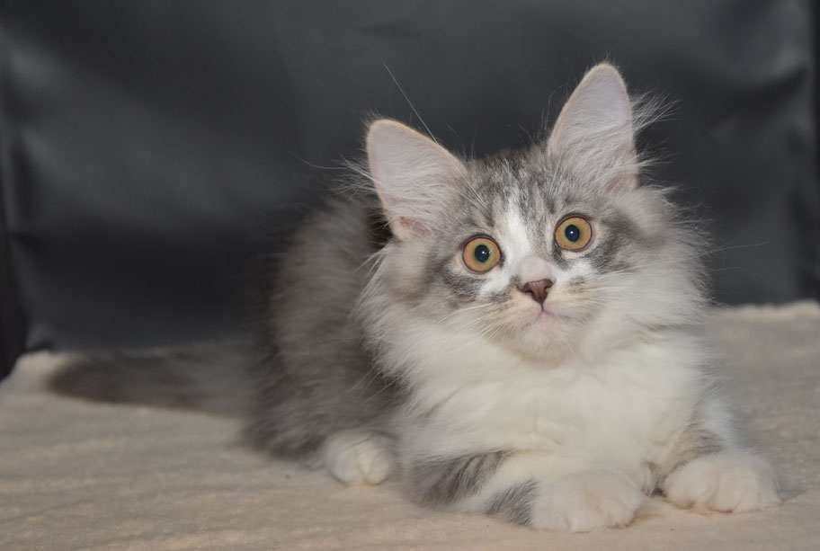 sibirisk kattunge Deimos