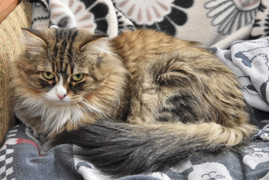 sibirisk katt Mitzi