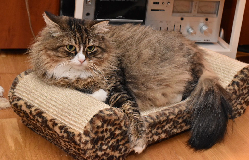 sibirisk katt Mitzi