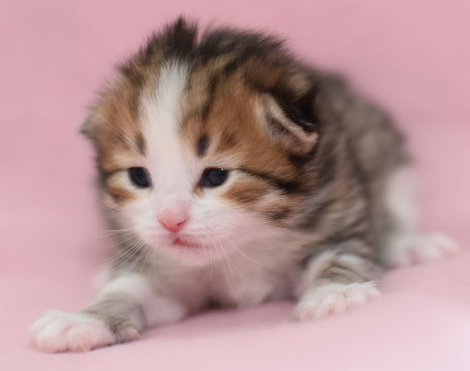 sibirisk kattunge Elara