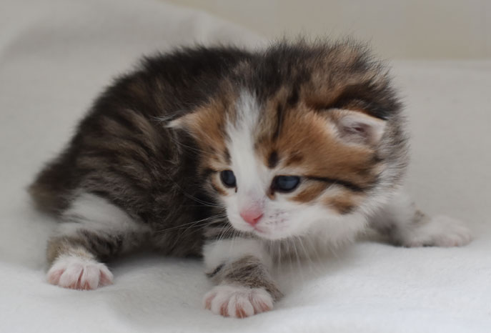 sibirisk kattunge Elara