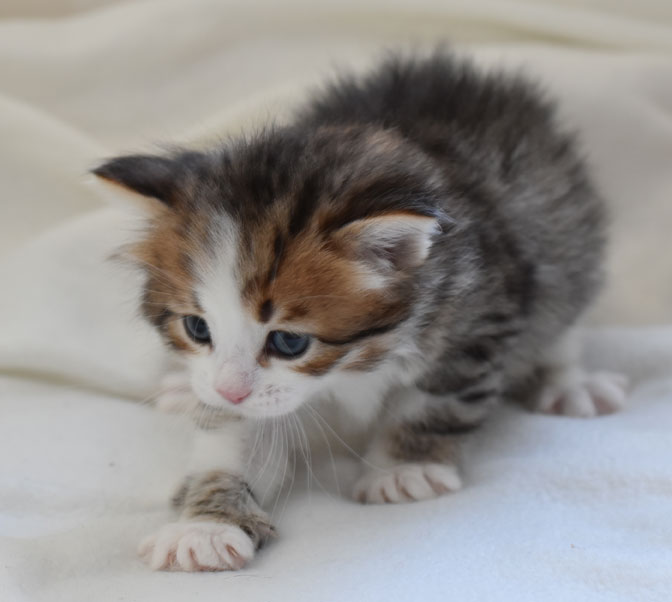sibirisk kattunge Elara
