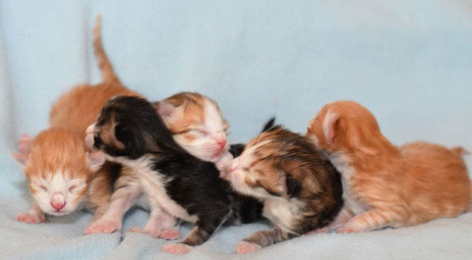 sibirisk kattunge Gg-kullen