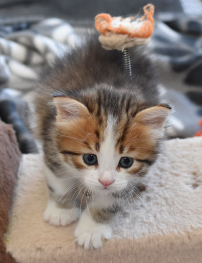 sibirisk kattunge Elara