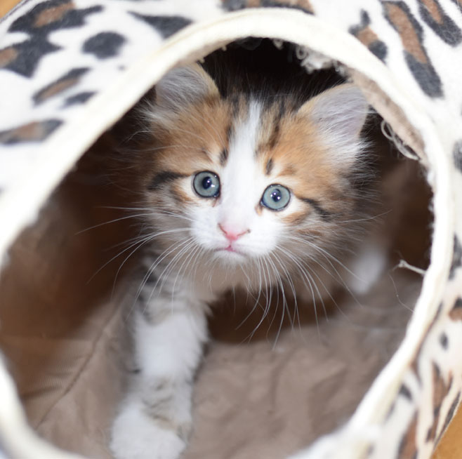 sibirisk kattunge Elara