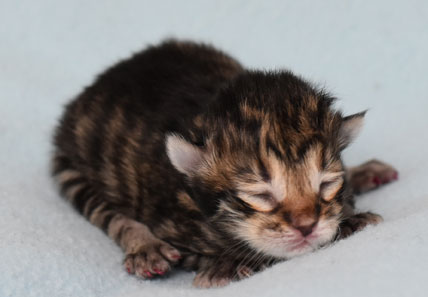 sibirisk kattunge Hektor