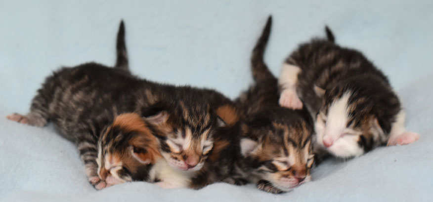 sibiriska kattungar Hh-kull