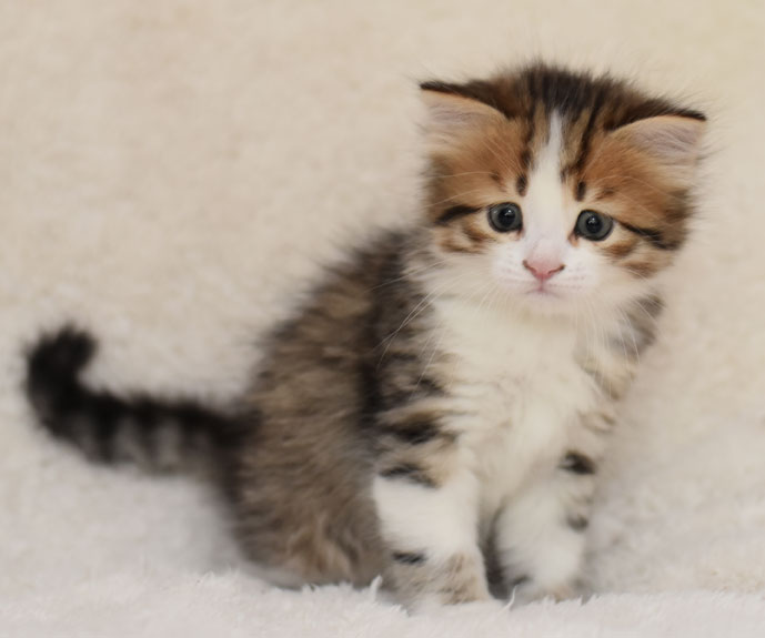 sibirisk kattunge Elara