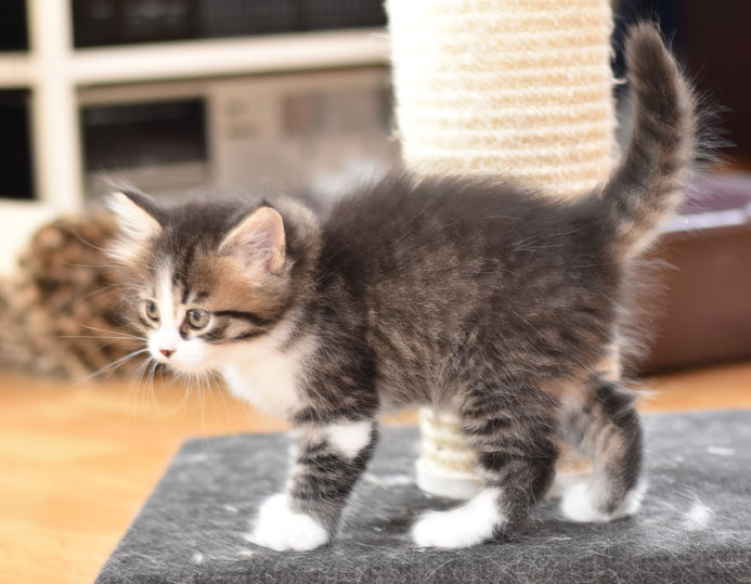 sibirisk kattunge Europa
